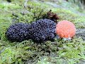 Tubifera ferruginosa-amf1912-4